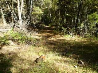 Now on the left path out of the small clearing, Yellow Lake Trail 2014-09.